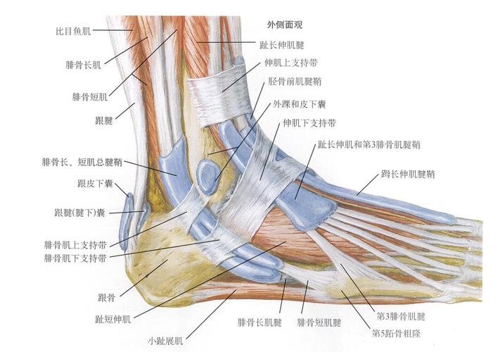 背屈肌肉主要有:1#胫骨前肌,2#腓骨长肌, 3#趾长伸肌小腿前面三块肌:1