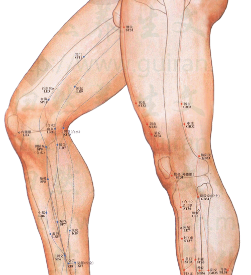 髀关穴的准确位置图功效与作用胃经