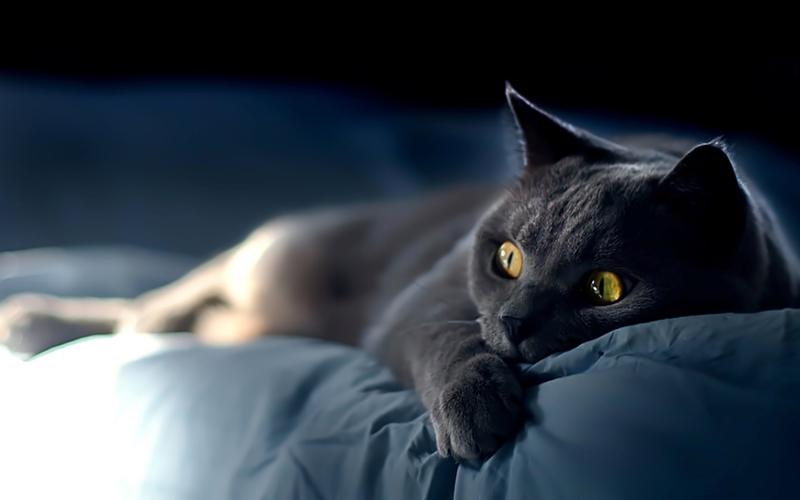 > 眼神犀利的黑猫高清图片电脑桌面壁纸第二辑(1440×900)