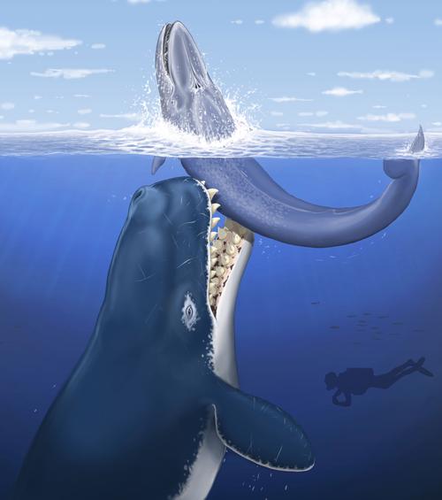 利维坦鲸:海洋之王