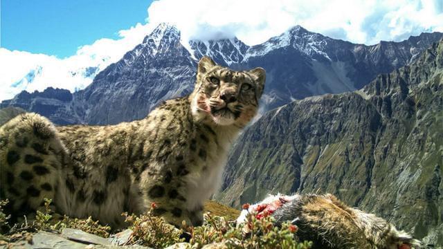 罕见的雪豹和喜马拉雅山狼的捕食食谱