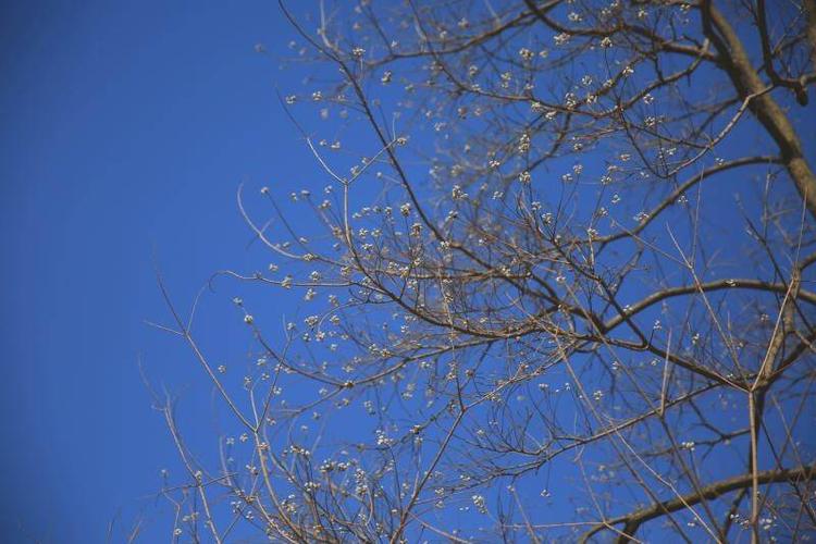 冬天里的乌桕树