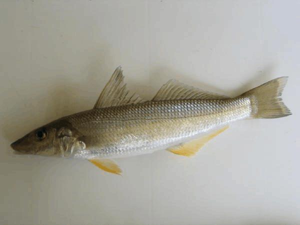 广东常见海鱼品种