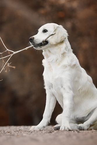 金毛猎犬,白色的狗,树枝 iphone 壁纸