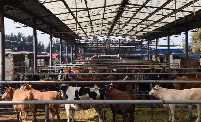 大型大牲畜棚的保护厂家直销更安心易造