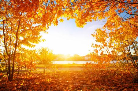 秋天的太阳图片