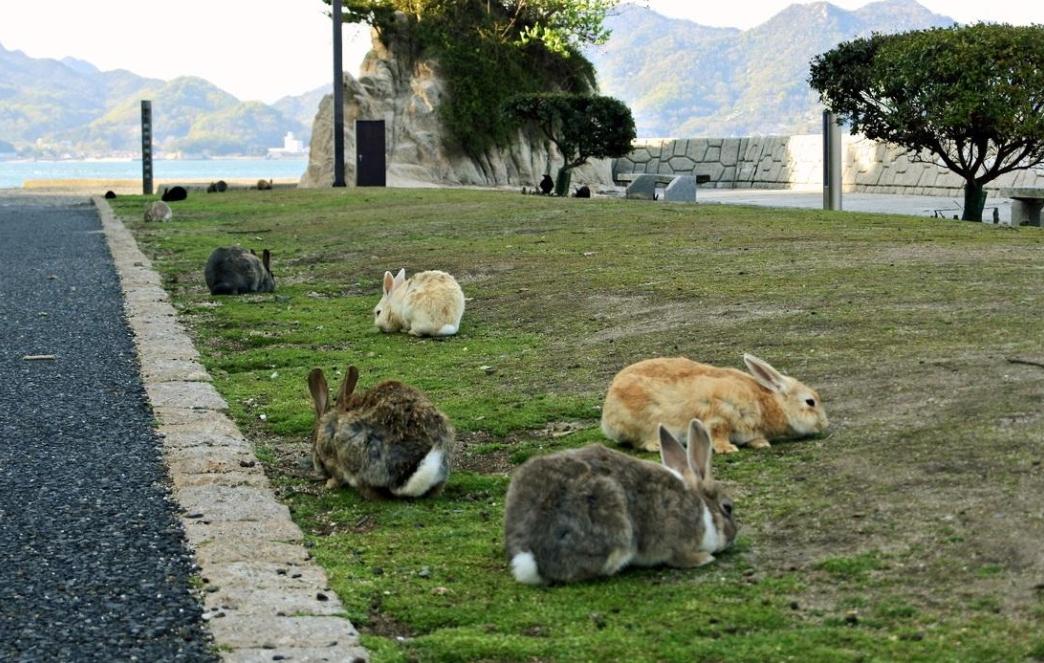 日本一超萌兔兔岛全岛有上千只兔子背后的历史却是死亡的黑暗