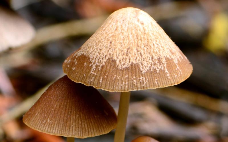 野生的蘑菇图片其他种类的植物蘑菇野生