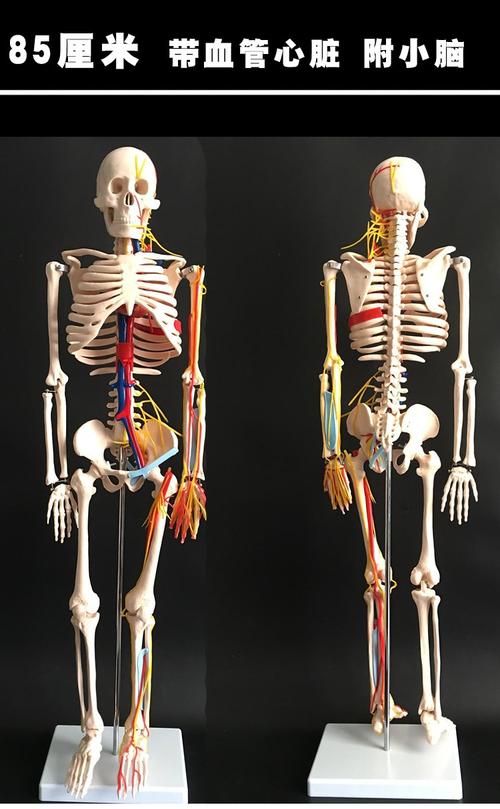 pgg4585170cm人体骨骼模型骨架人体模型成人小白骷髅教学脊椎全身170