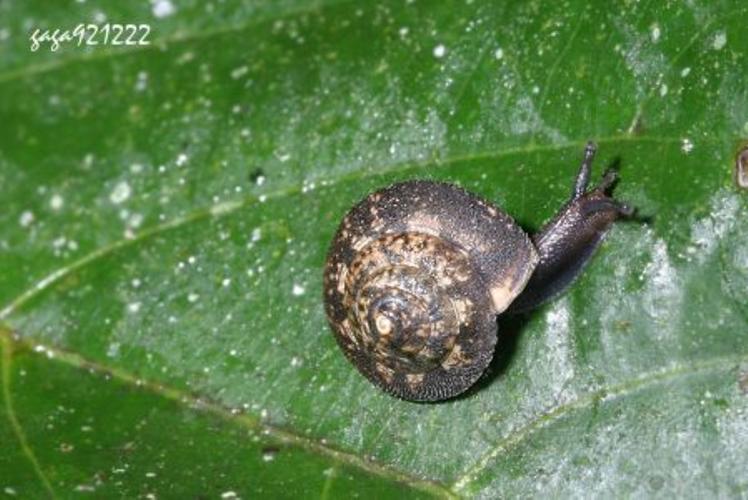 扁山蜗牛