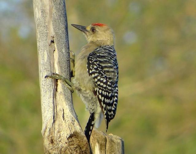 红冠啄木鸟帕拉瓜纳半岛亚种