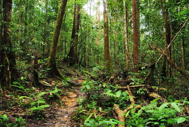 马来西亚婆罗洲|深藏热带雨林里的高原文明