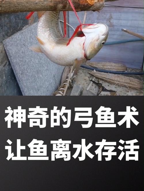 弓鱼术为什么能让鱼离开水之后存活好几天?