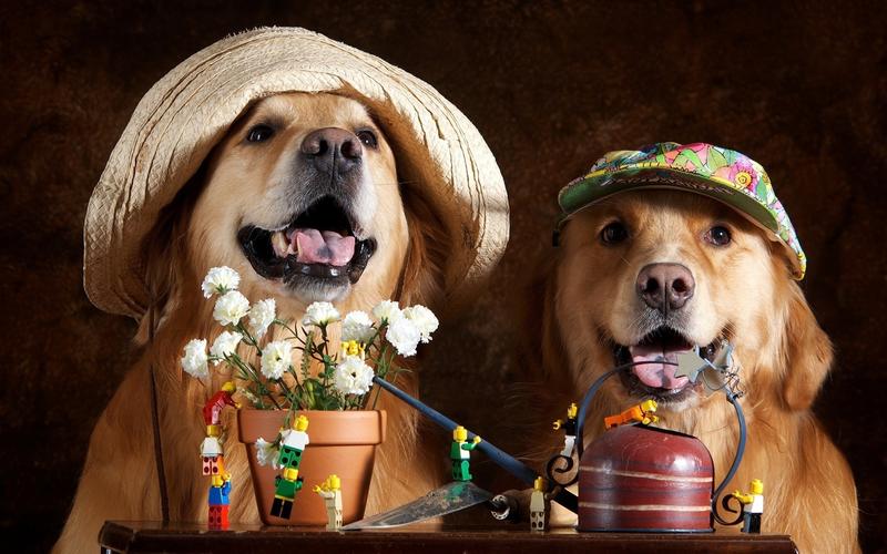 下载桌布 1920x1200 两只狗,花,帽子,有趣的动物 桌面背景
