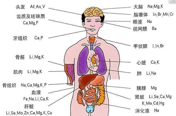 消化系统解剖图消化系统解剖图