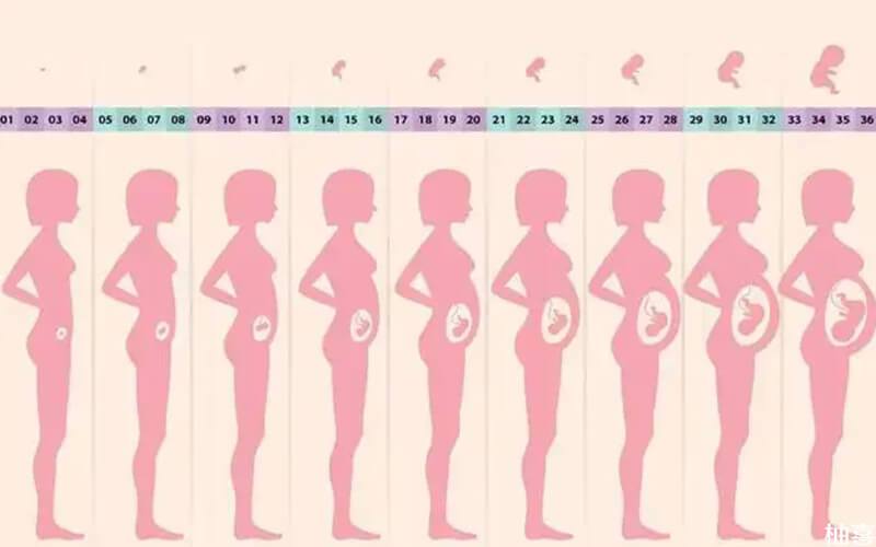 怀孕19月肚子变化过程图记录孕早中晚期大小差别大