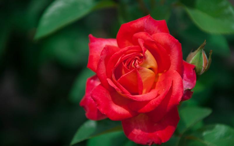 唯美艳丽红玫瑰摄影图片桌面壁纸