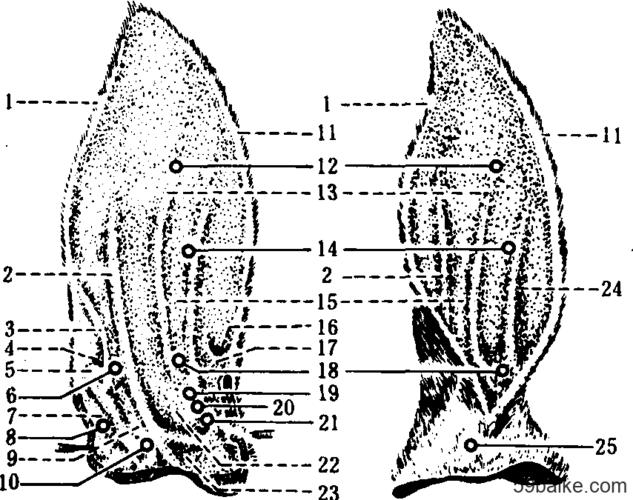 前面为凹面,称为舟状窝;后面为凸面,称为耳背.