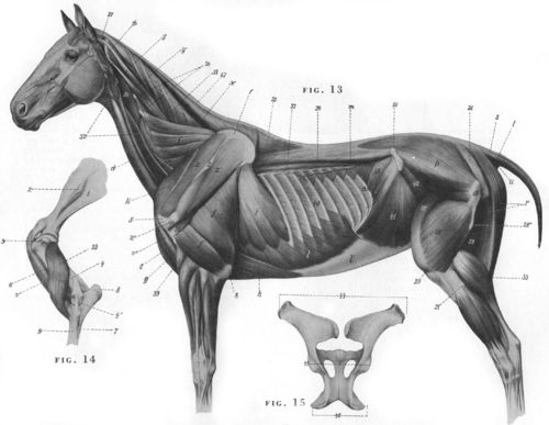 马结构图,对绑骨骼有帮助