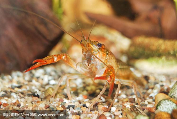 路易斯安那州沼泽小龙虾克氏原螯虾在自然的水下环境