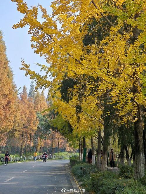 成都交通高级技工学校附近的升仙湖公园真是绝美银杏打卡点