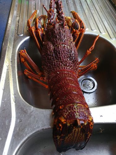 "澳洲龙虾"学名叫澳洲岩龙虾(australian spiny lobster).
