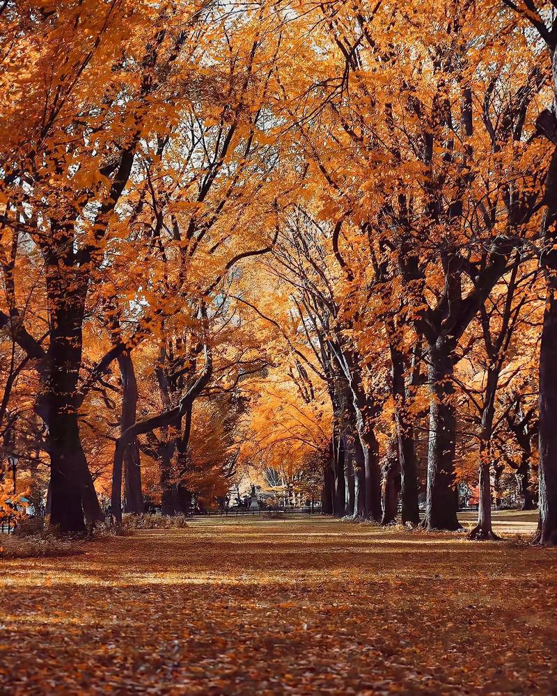美国9694|纽约中央公园的森系秋天.最爱中央公园的秋,温暖 - 抖音