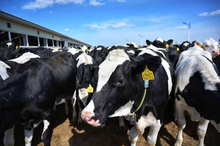 《a2型牛奶趋势洞察白皮书》重磅发布,产业 技术助力认养一头牛_奶牛