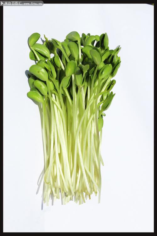 蔬菜豆苗高清图片素材