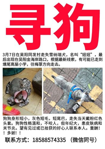 【寻狗启事】寻爱犬雪纳瑞,于3月7日在吴阳同发村走失