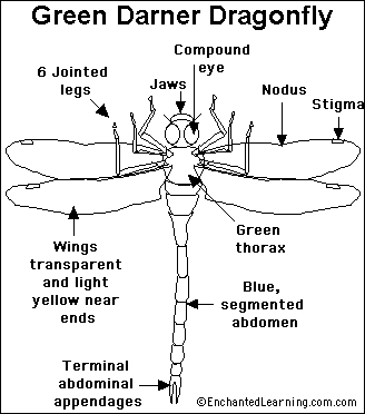 图示蜻蜓结构