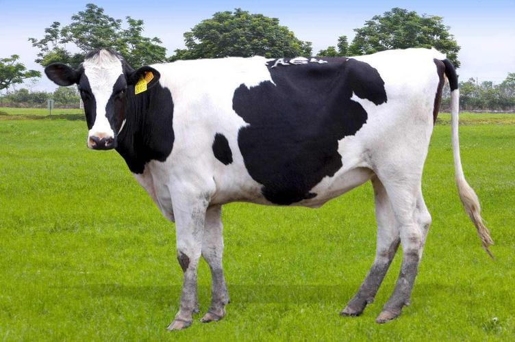 降低奶牛体细胞的产品生产厂家价格