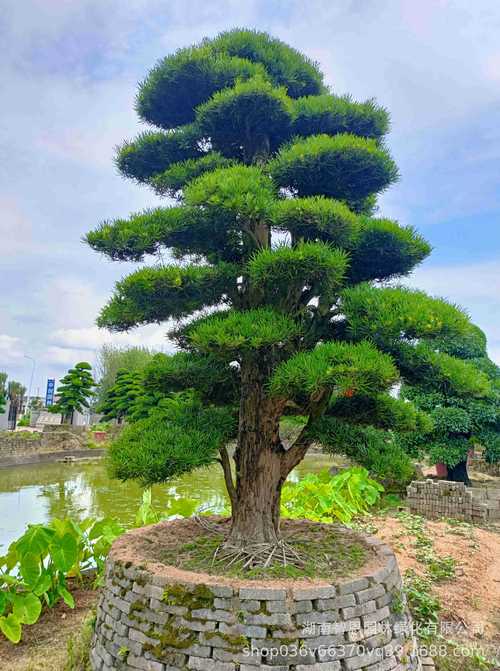 日本罗汉松 罗汉松 进口罗汉松罗汉松源头基地别墅庭院植物
