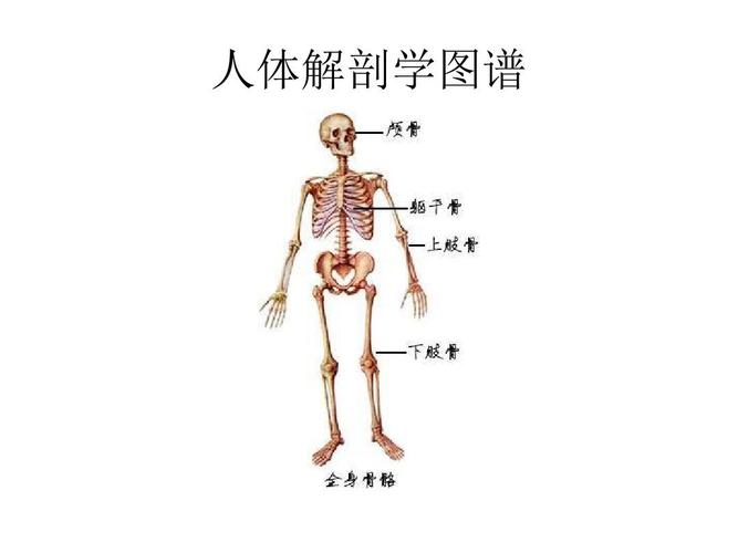 人体解剖学图谱 ppt课件
