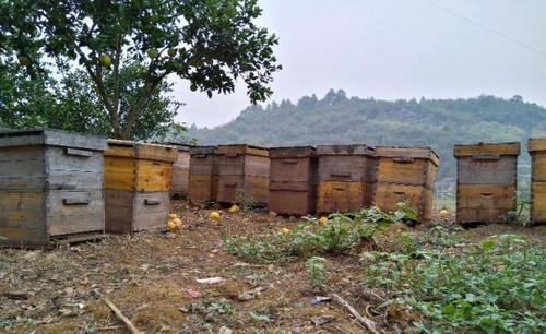 为什么很多人认为中蜂和意蜂不能同场养殖?