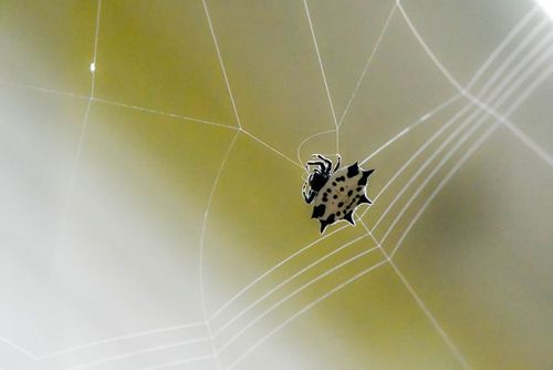a spiny-backed orb weaver works on its web in marietta, georgia.
