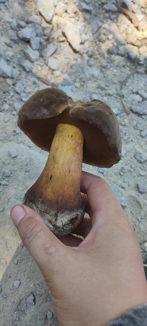 中华美味蘑菇——牛肝菌