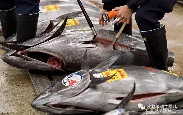 日本一条鱼500万人民币 被封为"金枪鱼之王"