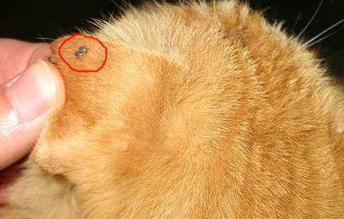 猫咪身体上出现圆圆的黑虫要小心这可能是蜱虫
