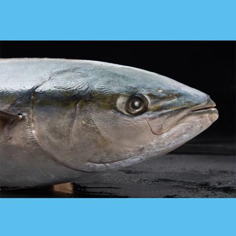 海鱼大鱼特大黄金鲅鱼青甘鱼深海鱼一条净重22斤以上山东冷冻水产 22