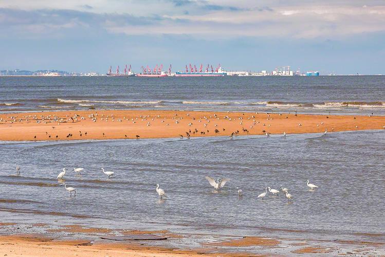 8月23日,众多鹭鸟在连云港市赣榆区海州湾沿海沙滩觅食.