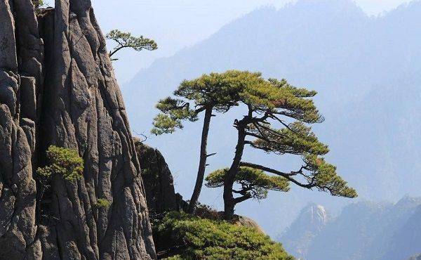 中国最贵的两棵古树,安徽和福建各一棵,警卫24小时全天守护_迎客松