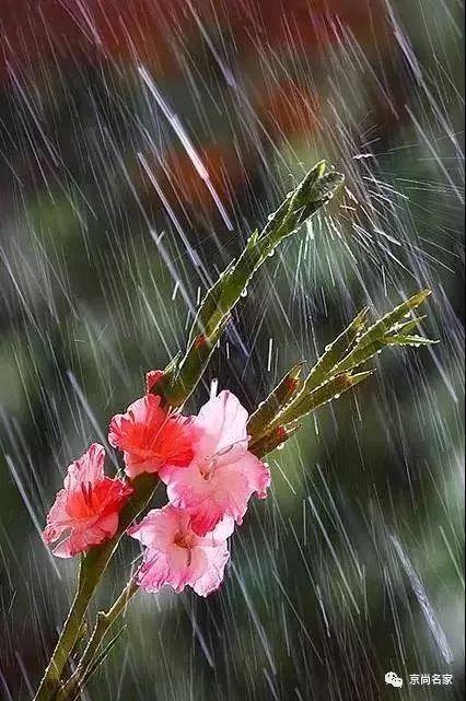 雨中花朵,美爆了!