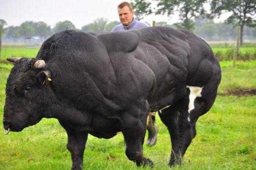 世界上最强壮的牛,魔鬼般的爆筋肌肉,牛魔王中的施瓦辛