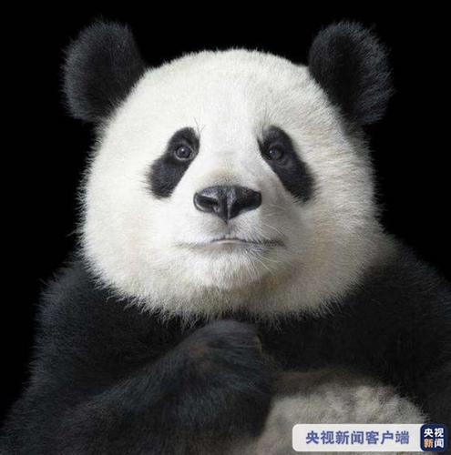 大熊猫资料图.图片来源:央视新闻