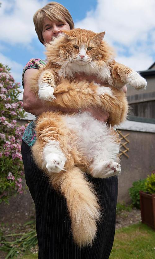 最大的宠物猫