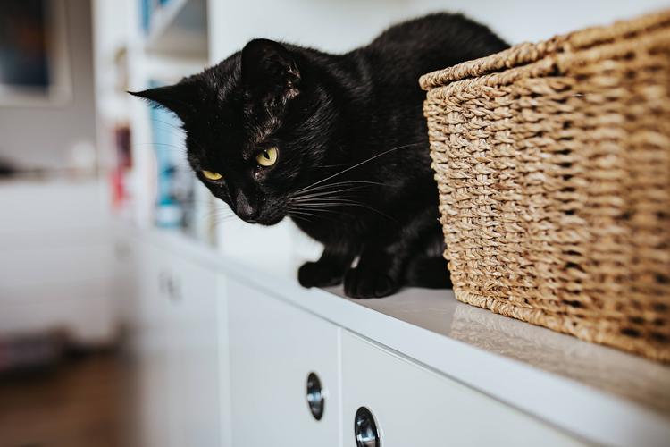 超萌的黑色猫咪,高清图片-壁纸族