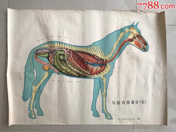 中国人民解放军兽医大学马的内脏器官左右