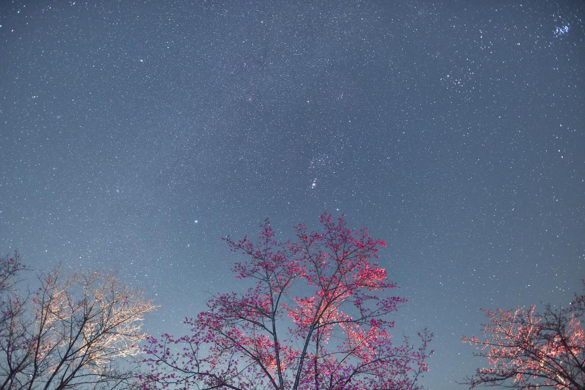 广东省新丰县的樱花峪,樱花烂漫,星空璀璨.摄影:麦淇彬