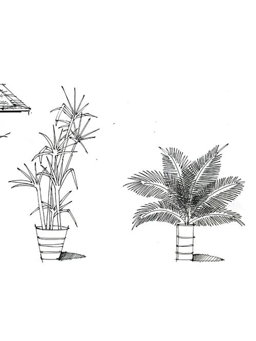 植物的画法#室内设计手绘  #23考研